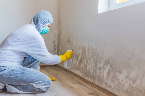 Licensed Attic Mold Removal service in Burnham, IL - WQB Mold Removal