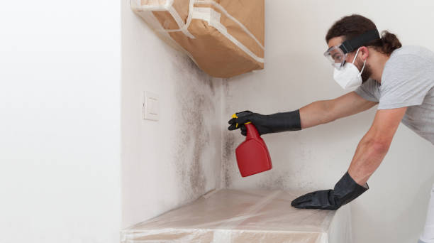 Professional Attic Mold Removal technician working in Burnham, IL