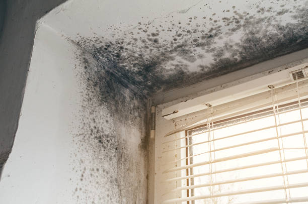 Affordable Attic Mold Removal solutions in Burnham, IL