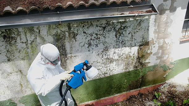Top rated local Attic Mold Removal specialists in Burnham, IL